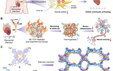 Advanced Materials：AIEgen基COF可通过局部高热疗法预防恶性室性心律失常