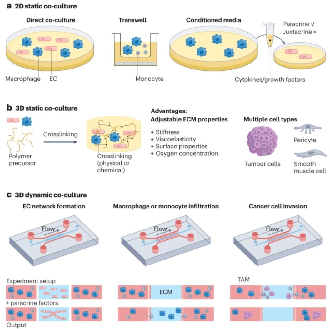 Nature Review Materials：设计生物材料以适应巨噬细胞-内皮细胞相互作用的微环境.jpg