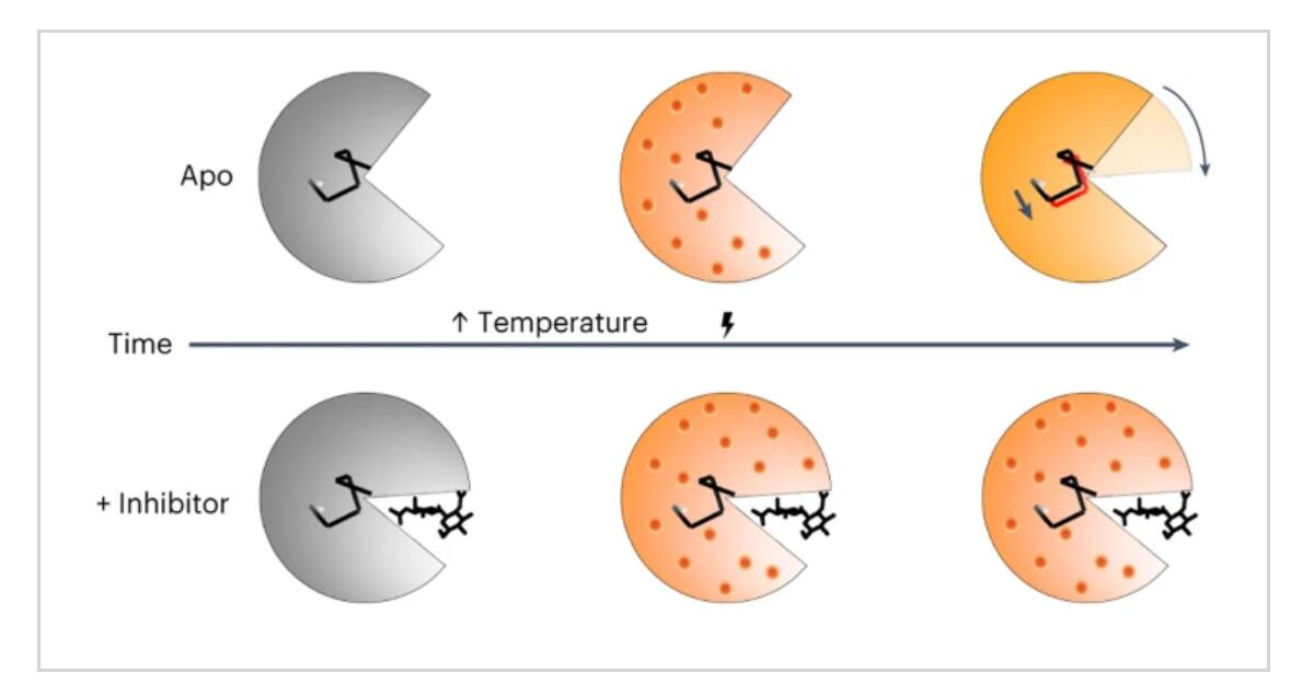 Nature Chemistry：利用温度跳跃X射线晶体学在高空间分辨率下绘制蛋白质动力学.jpg
